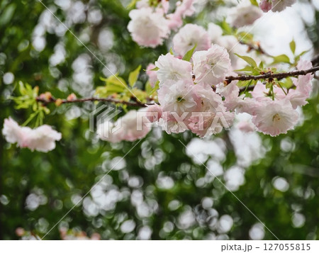 八重桜フゲンゾウの花 127055815