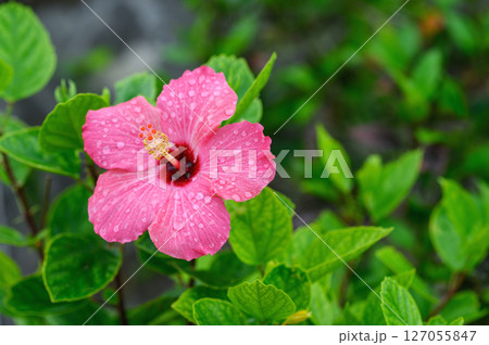 雨に濡れた赤いハイビスカス 雨に濡れた赤いハイビスカス 127055847