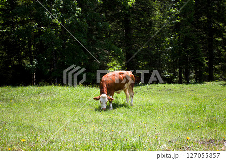 Grazing cow in a vibrant green meadow surrounded by trees in the Tyrol region of Alpine Austria during bright daylight Grazing cow in a vibrant green meadow surrounded by trees in the Tyrol region of Alpine Austria during bright daylight 127055857