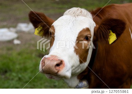 Friendly cow grazes in the lush pastures of Alpine Tyrol, Austria during a bright summer day 127055861