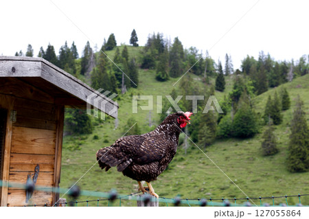 Chicken perched on a fence in picturesque Alpine landscape of Tyrol, Austria, during a cloudy day Chicken perched on a fence in picturesque Alpine landscape of Tyrol, Austria, during a cloudy day 127055864