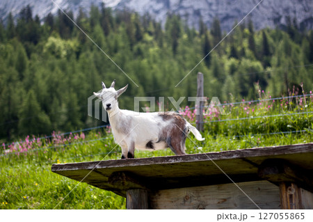 Goat standing on a wooden platform in the picturesque Alpine landscape of Tyrol, Austria during a sunny day with lush greenery and mountains in the background 127055865
