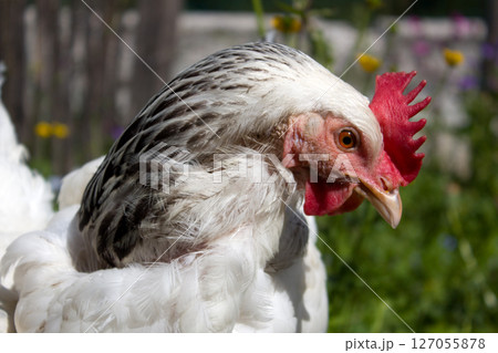 White chicken in vibrant alpine garden setting showcasing rural life in Tyrol, Austria during bright summer day 127055878