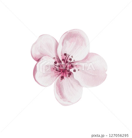 Cherry blossom. Pink sakura bud. Five petals and stamens. Small flowers for decoration. Watercolor illustration isolated from background. Hand drawing. Flower festival. High quality illustration Cherry blossom. Pink sakura bud. Five petals and stamens. Small flowers for decoration. Watercolor illustration isolated from background. Hand drawing. Flower festival. High quality illustration 127056295