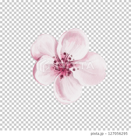 Cherry blossom. Pink sakura bud. Five petals and stamens. Small flowers for decoration. Watercolor illustration isolated from background. Hand drawing. Flower festival. High quality illustration Cherry blossom. Pink sakura bud. Five petals and stamens. Small flowers for decoration. Watercolor illustration isolated from background. Hand drawing. Flower festival. High quality illustration 127056295