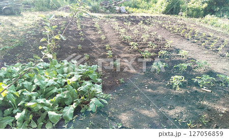 Potato beds in the garden close-up 127056859