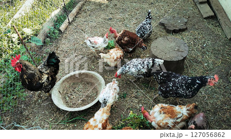 hens and a rooster on a walk hens and a rooster on a walk 127056862