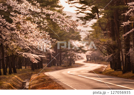 日本の春満開の桜と光差すワイディングロード 127056935