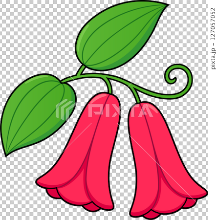 Copihue flower illustration 127057052