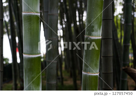 Bamboo is in fashion in Batumi. Bamboo background. Bamboo close-up Bamboo is in fashion in Batumi. Bamboo background. Bamboo close-up 127057450