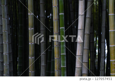 Bamboo is in fashion in Batumi. Bamboo background Bamboo is in fashion in Batumi. Bamboo background 127057451