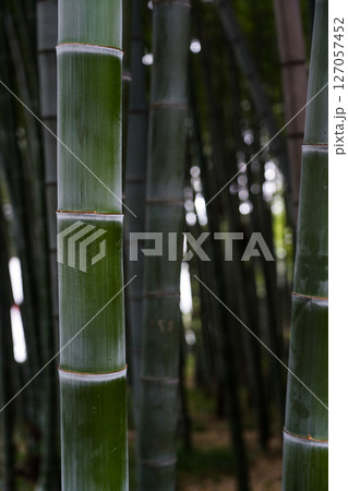 Bamboo is in fashion in Batumi. Bamboo background. Bamboo Stalk close-up 127057452