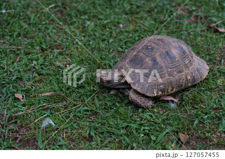 A turtle walks on the grass in a garden in Batumi A turtle walks on the grass in a garden in Batumi 127057455