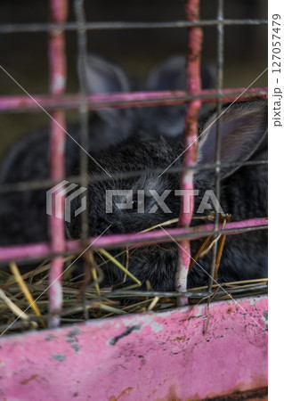 black rabbit is resting in a cauldron at the zoo 127057479