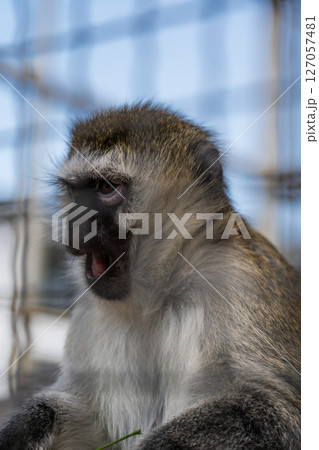 The little monkey surprisingly opened its mouth indignantly. The Evil Capuchin 127057481