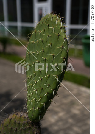 Cactus leaf close-up. A cactus branch in close-up. cactus stem 127057482