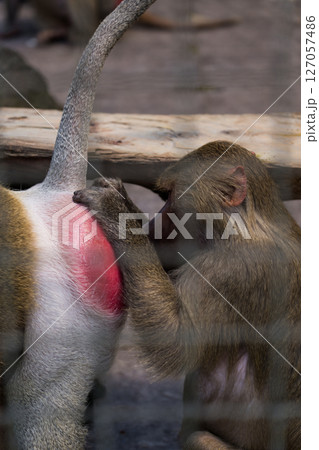 Hamadryads clean each other at the zoo. Monkeys clean each other Hamadryads clean each other at the zoo. Monkeys clean each other 127057486