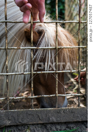 A man strokes a pony through the bars at the zoo A man strokes a pony through the bars at the zoo 127057487