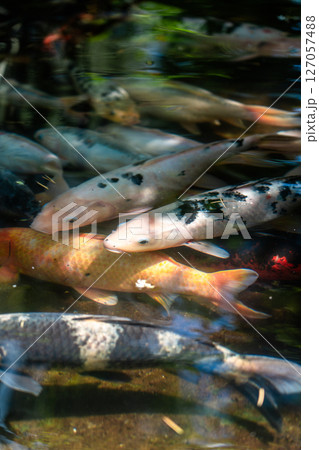 Colorful fish in a pond in a garden in Batumi Colorful fish in a pond in a garden in Batumi 127057488