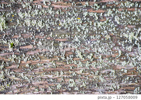 Wooden background. 127058009