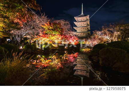 Toji temple 5 story pagoda and colorful autumn leaf light up, Kyoto Toji temple 5 story pagoda and colorful autumn leaf light up, Kyoto 127058075