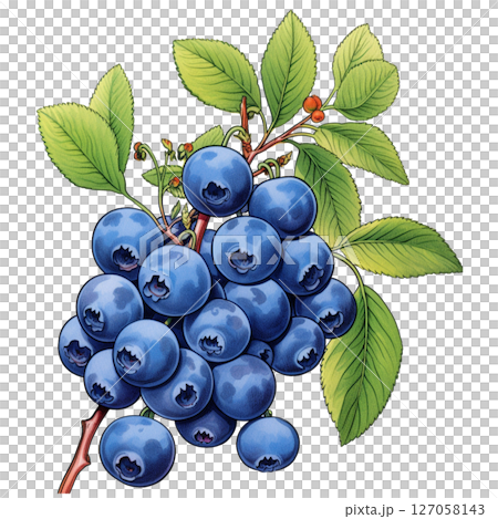 Blueberry 127058143