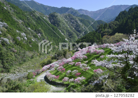 引地橋沿いに花桃と桜の咲き誇る眺め 127058282