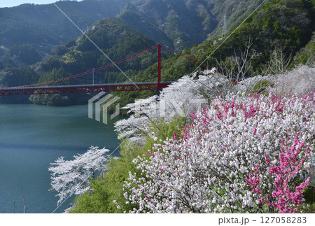 大渡ダム湖畔に咲き誇る桜と花桃 大渡ダム湖畔に咲き誇る桜と花桃 127058283