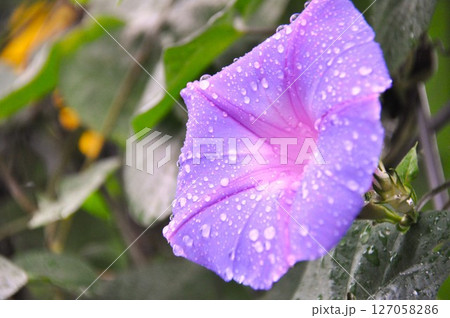 雨上がりの花 雨上がりの花 127058286