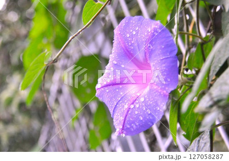雨上がりの花 雨上がりの花 127058287