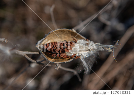 milkweed, butterfly flower, silkweed, silky swallow-wort. Seeds emerging from a follicle. Pappus of Asclepias syriaca 127058331