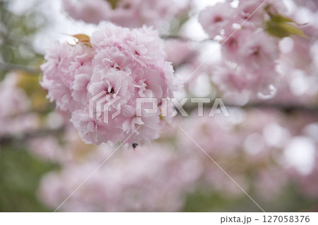 鞍馬寺　本殿金堂と境内満開の八重桜4 127058376