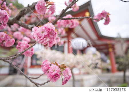 鞍馬寺　本殿金堂と境内満開の八重桜6 127058378