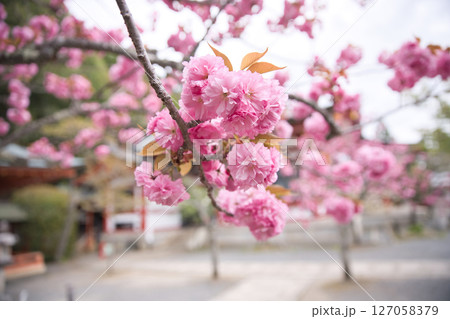 鞍馬寺　本殿金堂と境内満開の八重桜7 127058379