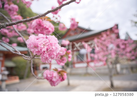 鞍馬寺　本殿金堂と境内満開の八重桜8 127058380