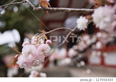 鞍馬寺　本殿金堂と境内満開の八重桜10 127058383