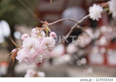 鞍馬寺 本殿金堂と境内満開の八重桜11 鞍馬寺 本殿金堂と境内満開の八重桜11 127058384