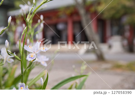 鞍馬寺　境内に咲き誇る射干（シャガ）4 127058390