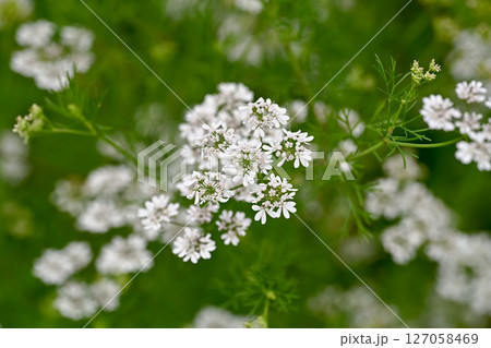 コリアンダーの花 コリアンダーの花 127058469