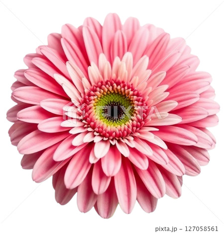 Gerbera 127058561