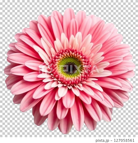 Gerbera 127058561