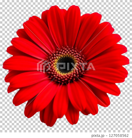 Gerbera 127058562