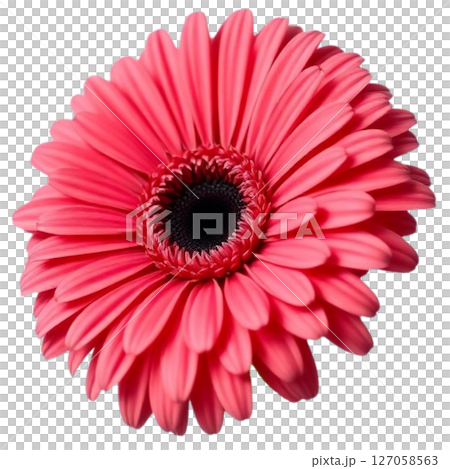 Gerbera Gerbera 127058563