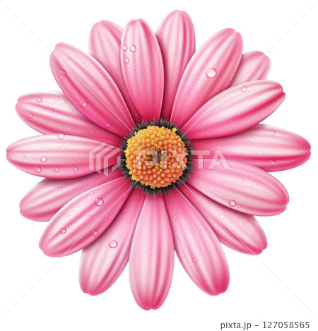 Gerbera 127058565
