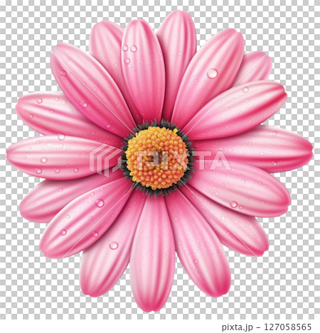 Gerbera 127058565