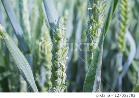 Wheat field. Ears of green wheat close-up. Agricultural background.  127058592