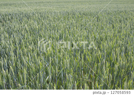 Wheat field. Ears of green wheat close-up. Agricultural background.  127058593