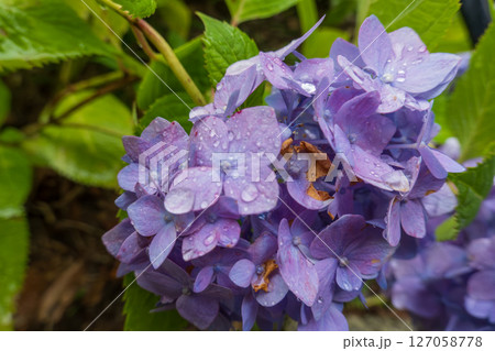 雨に濡れて深まる紫陽花 雨に濡れて深まる紫陽花 127058778