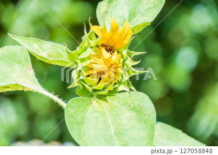 開花直前の向日葵の息吹 開花直前の向日葵の息吹 127058848
