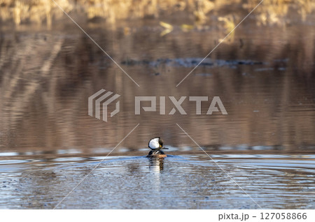 Hooded merganser duck preening its feathers while swimming on a lake Hooded merganser duck preening its feathers while swimming on a lake 127058866